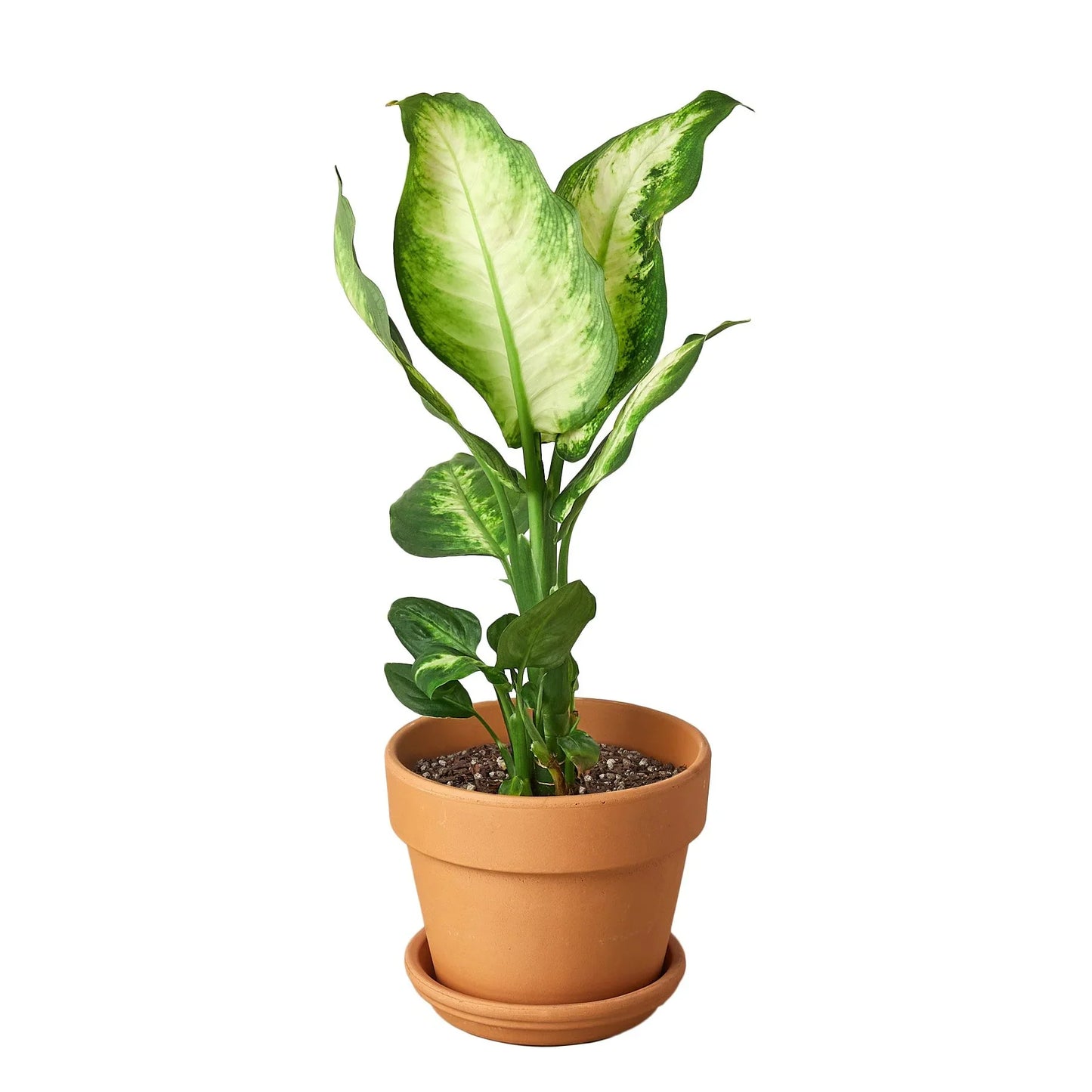 Detailed view of the distinct yellow and green color pattern on a Dieffenbachia 'Camille' leaf
