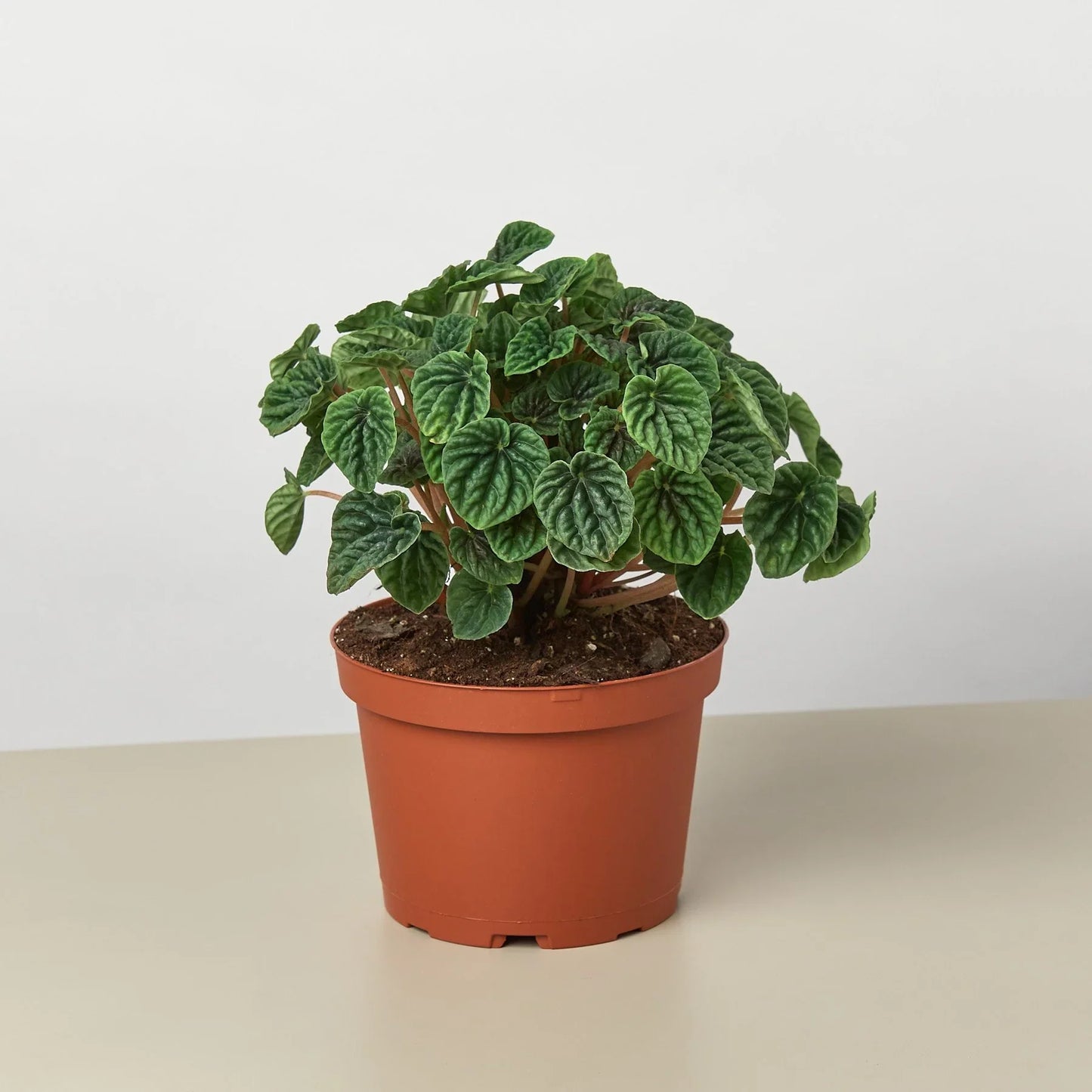Cream-colored, spiked inflorescence of a Peperomia 'Ripple' plant