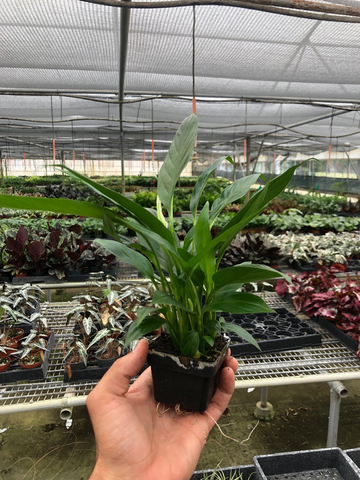Peace Lily | Flowering, Low-Light Air Purifier