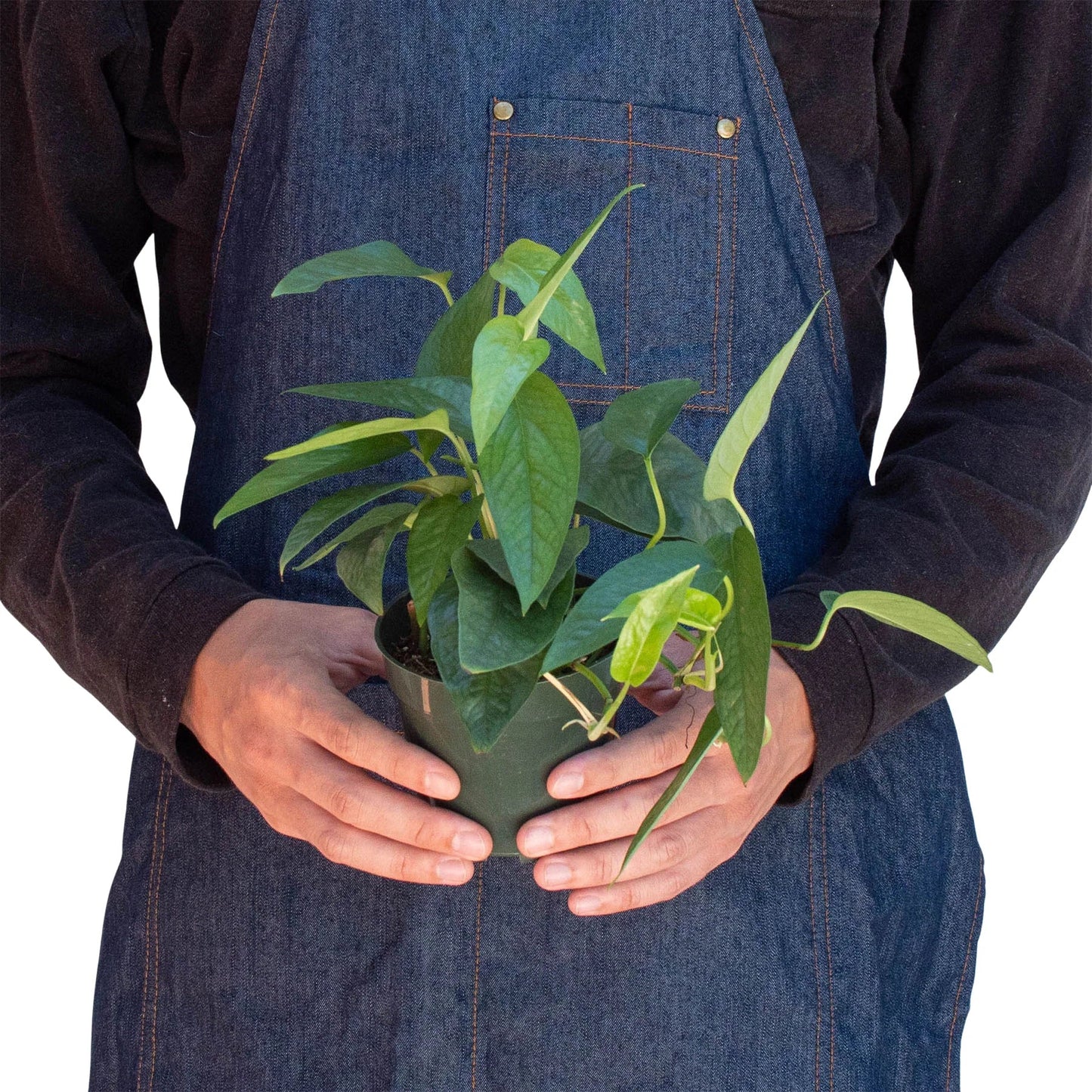 Close-up of a single 'Cebu Blue' Pothos leaf showing its silvery sparkling pattern and elongated shape