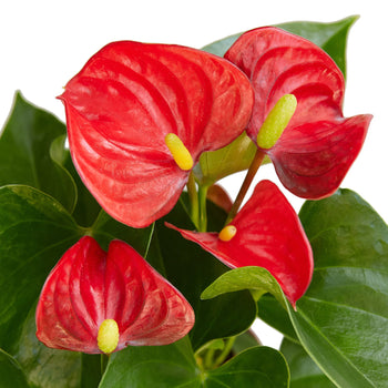 Anthurium 'Red' - Vibrant Flamingo Flower