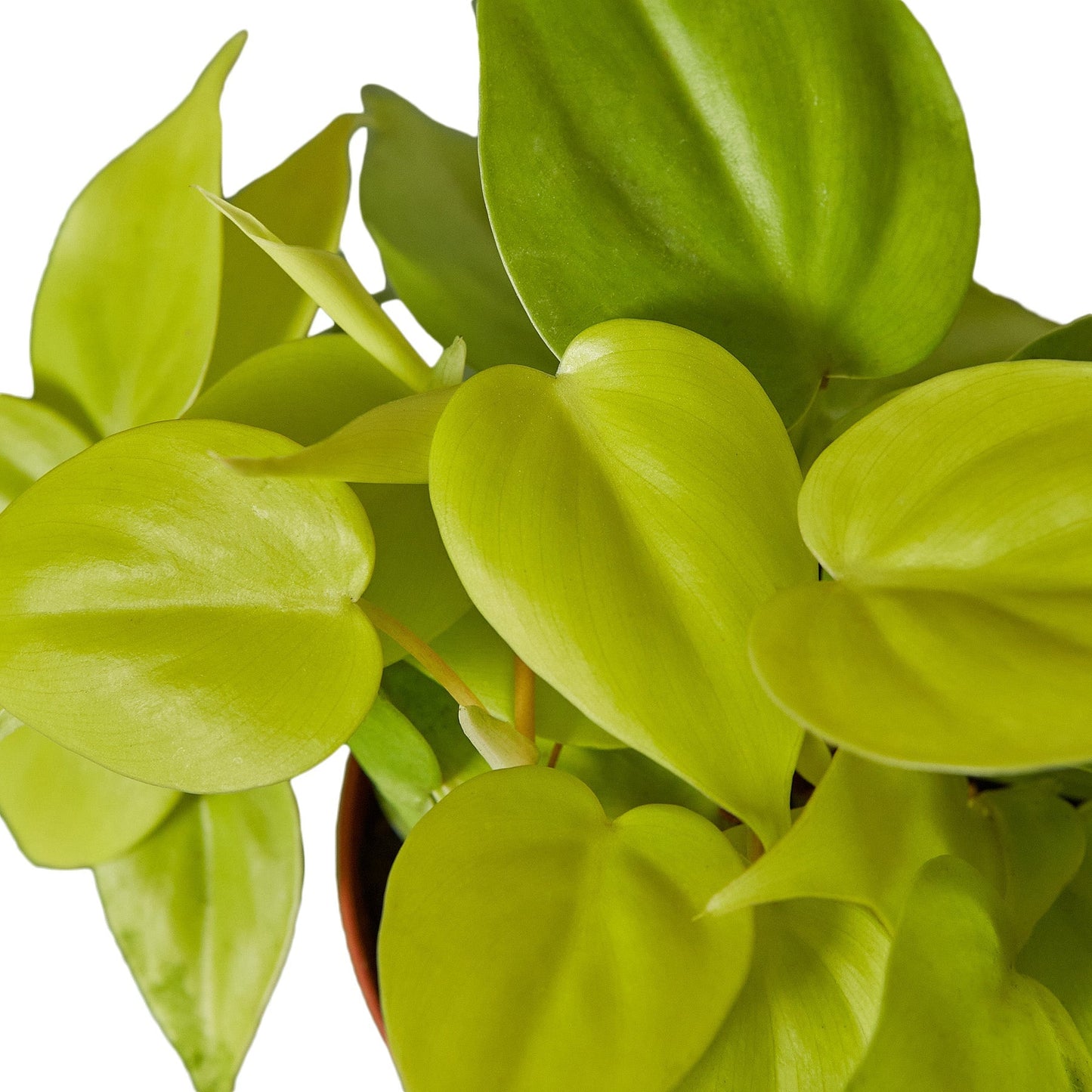 Close-up of a Philodendron 'Neon' leaf showcasing its bright chartreuse color and prominent veins