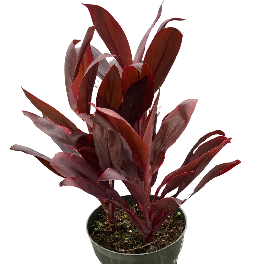 Cordyline 'Calypso Queen' plant with vibrant deep purple and pink leaves