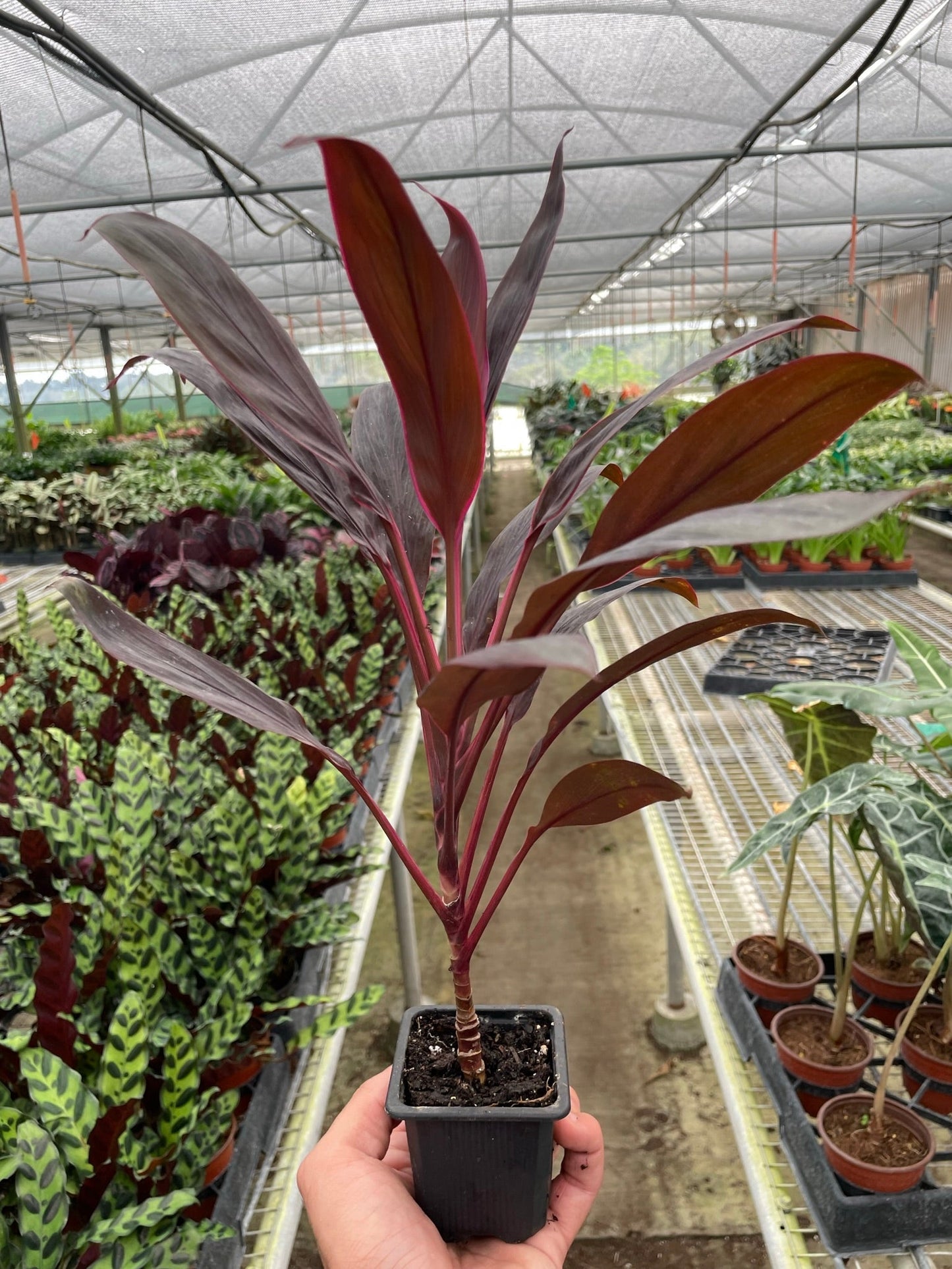 Full view of a potted Cordyline 'Calypso Queen', showcasing its upright growth and lush appearance