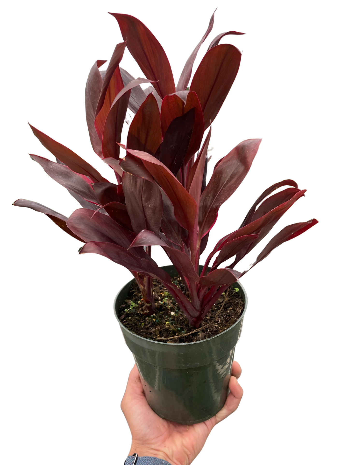 Cordyline 'Calypso Queen' in a pot, symbolizing the need for consistently moist (but not soggy) soil