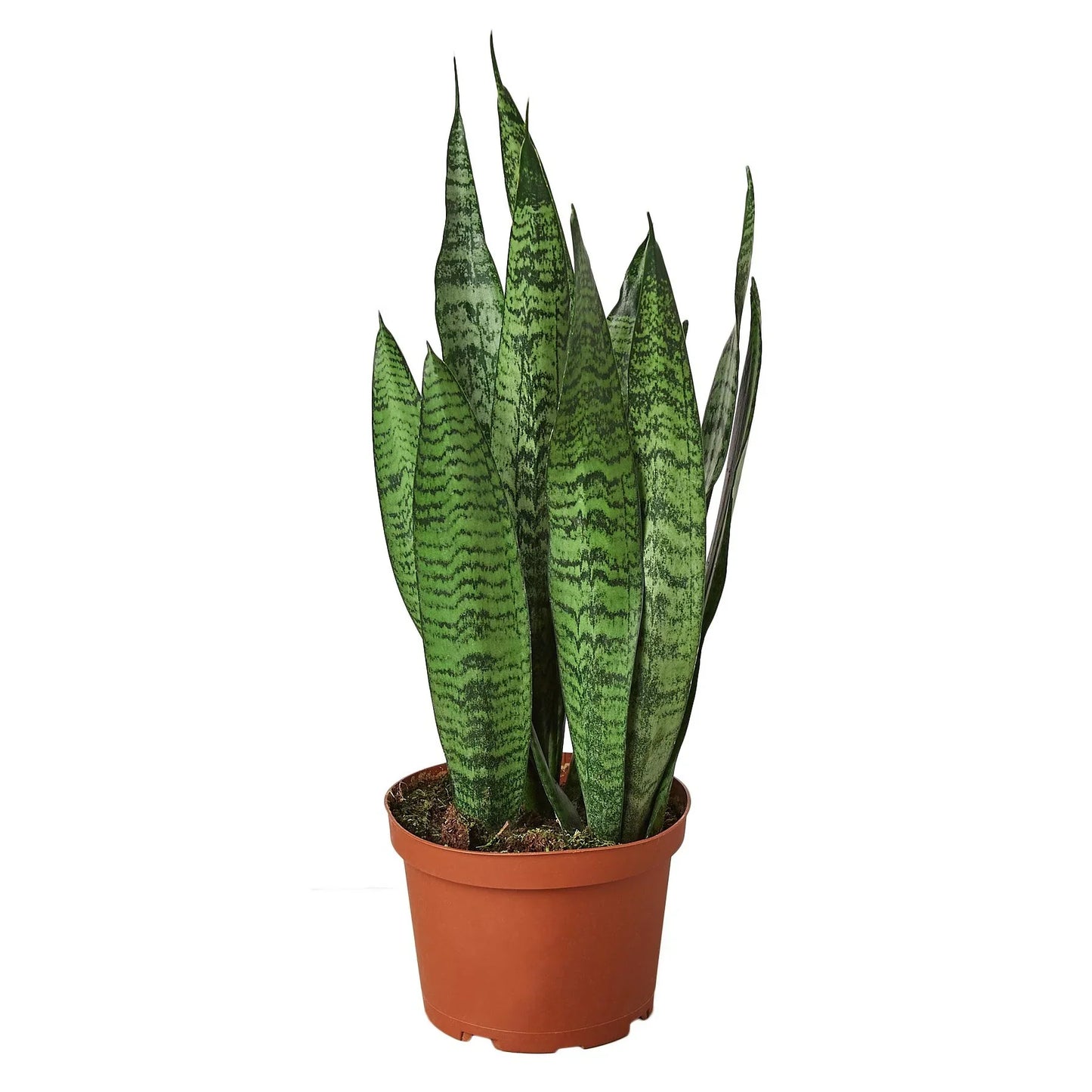 Snake Plant ‘Zeylanica’ | Bold, Easy-Care Air Purifier