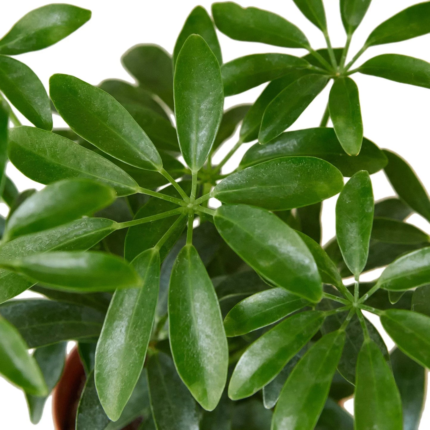 Schefflera ‘Umbrella’ | Easy-Care Indoor Tree