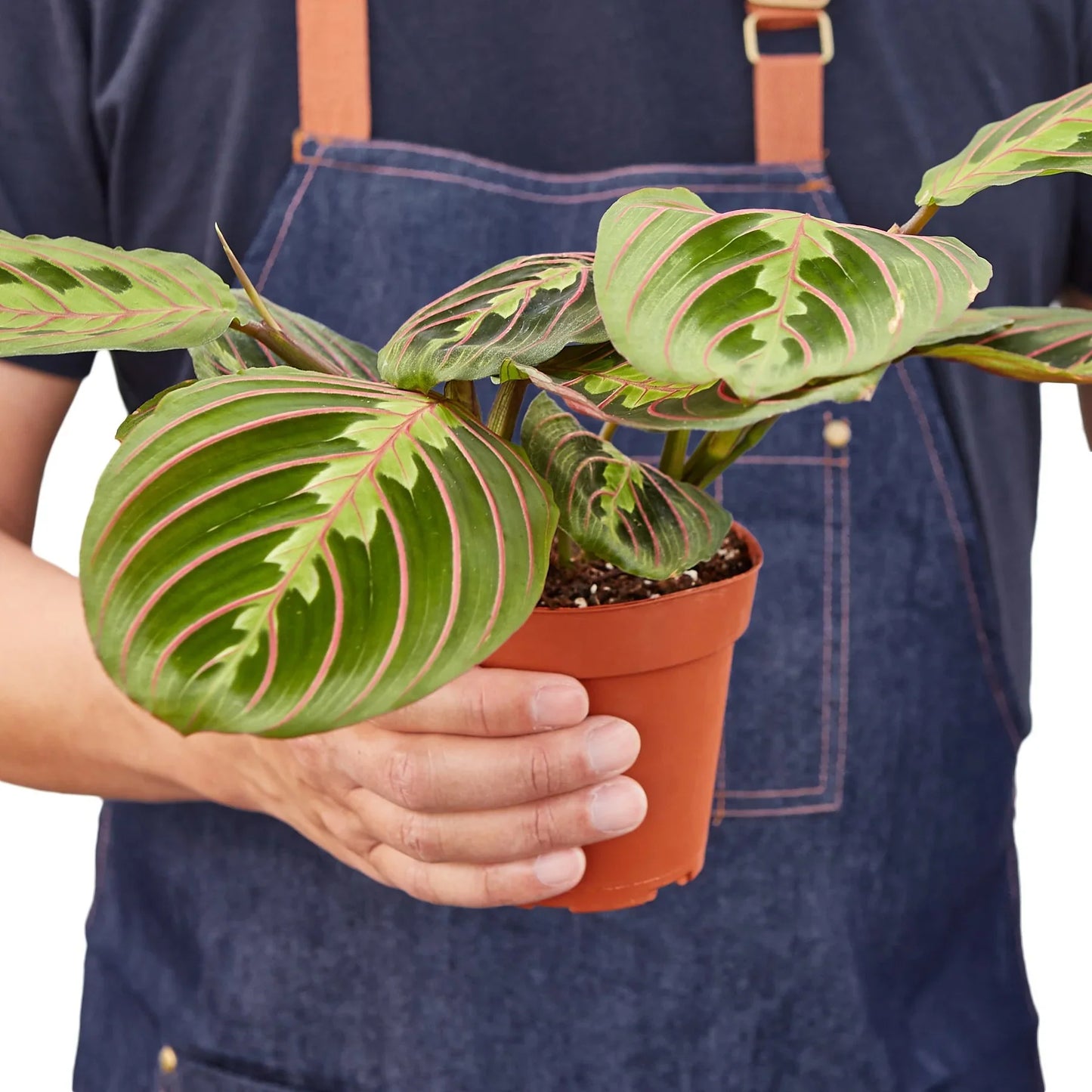 Red Prayer Plant | Pet-Safe Hanging Foliage