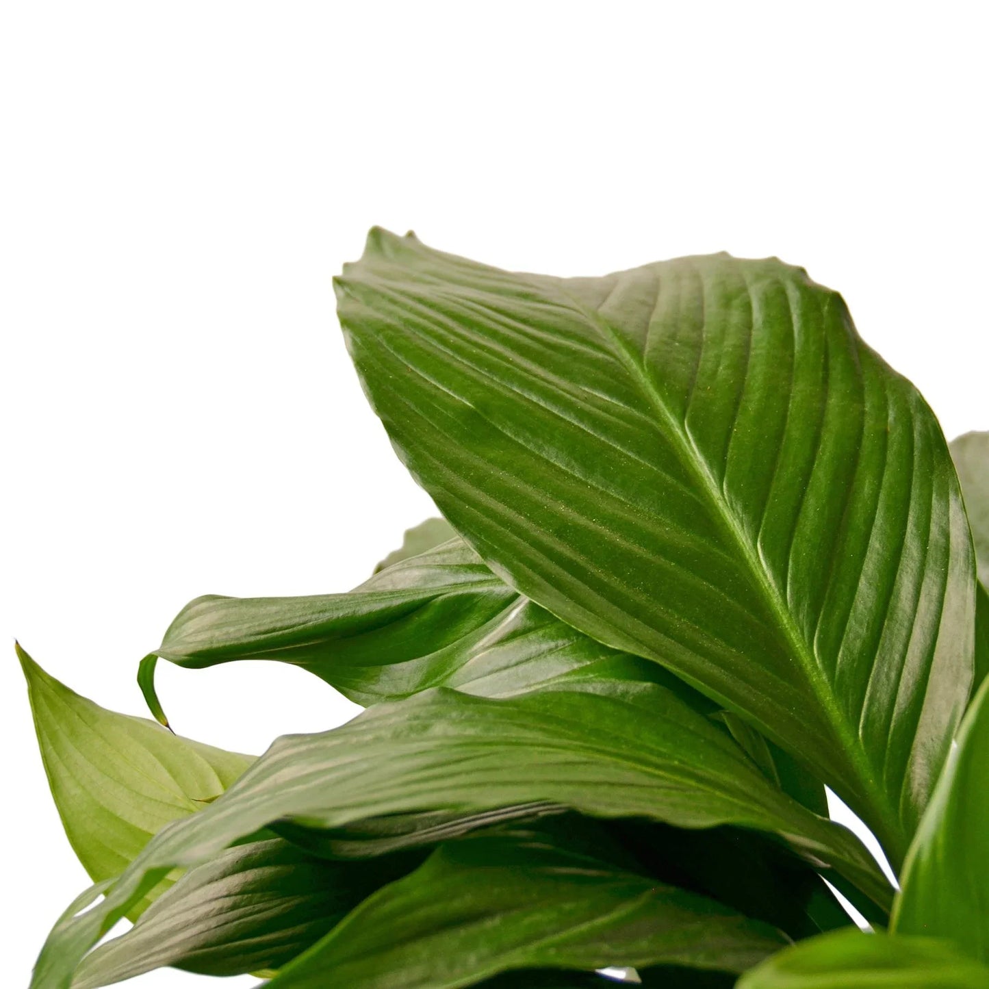 Peace Lily | Flowering, Low-Light Air Purifier