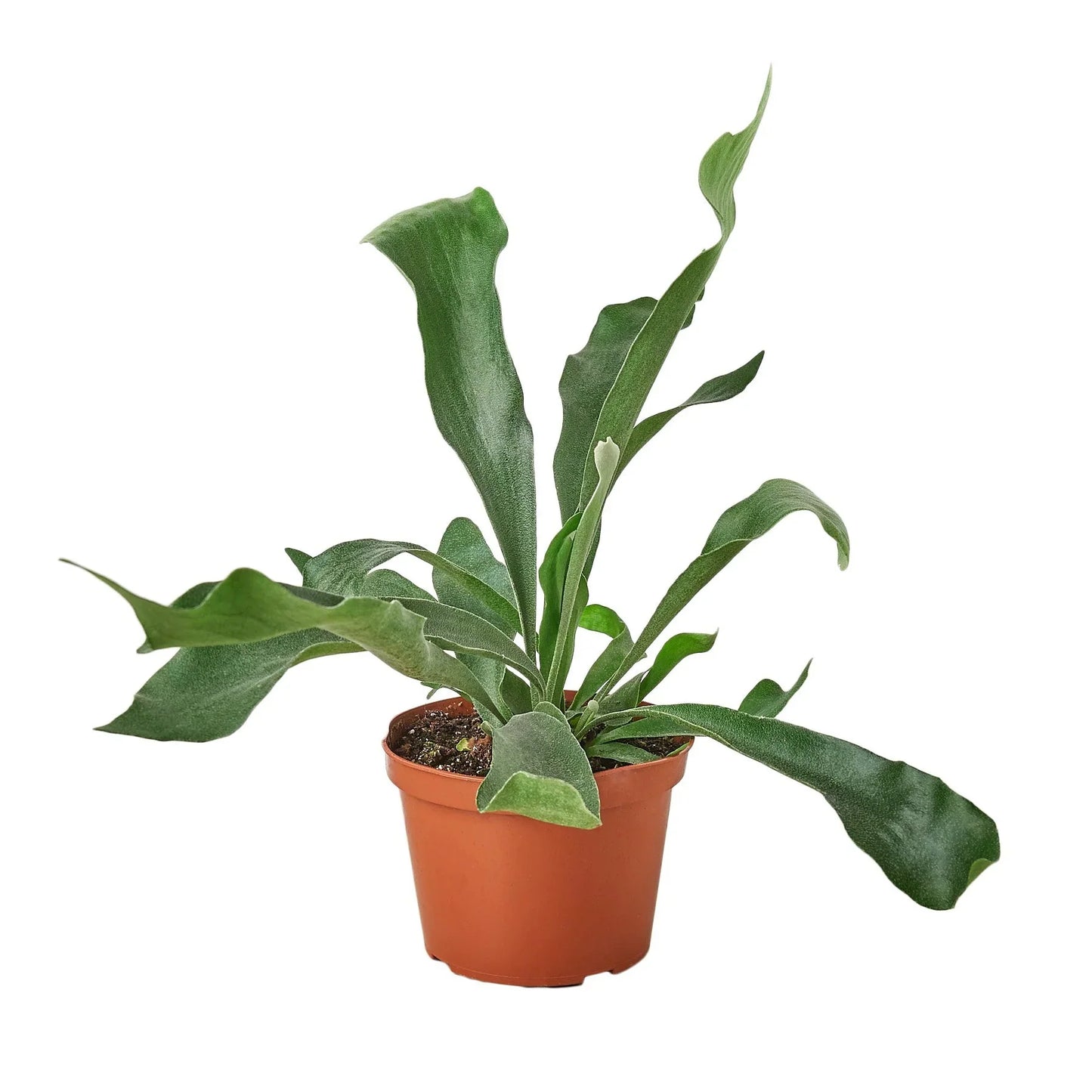 Staghorn Fern | Sculptural, Low Light Wall Mount