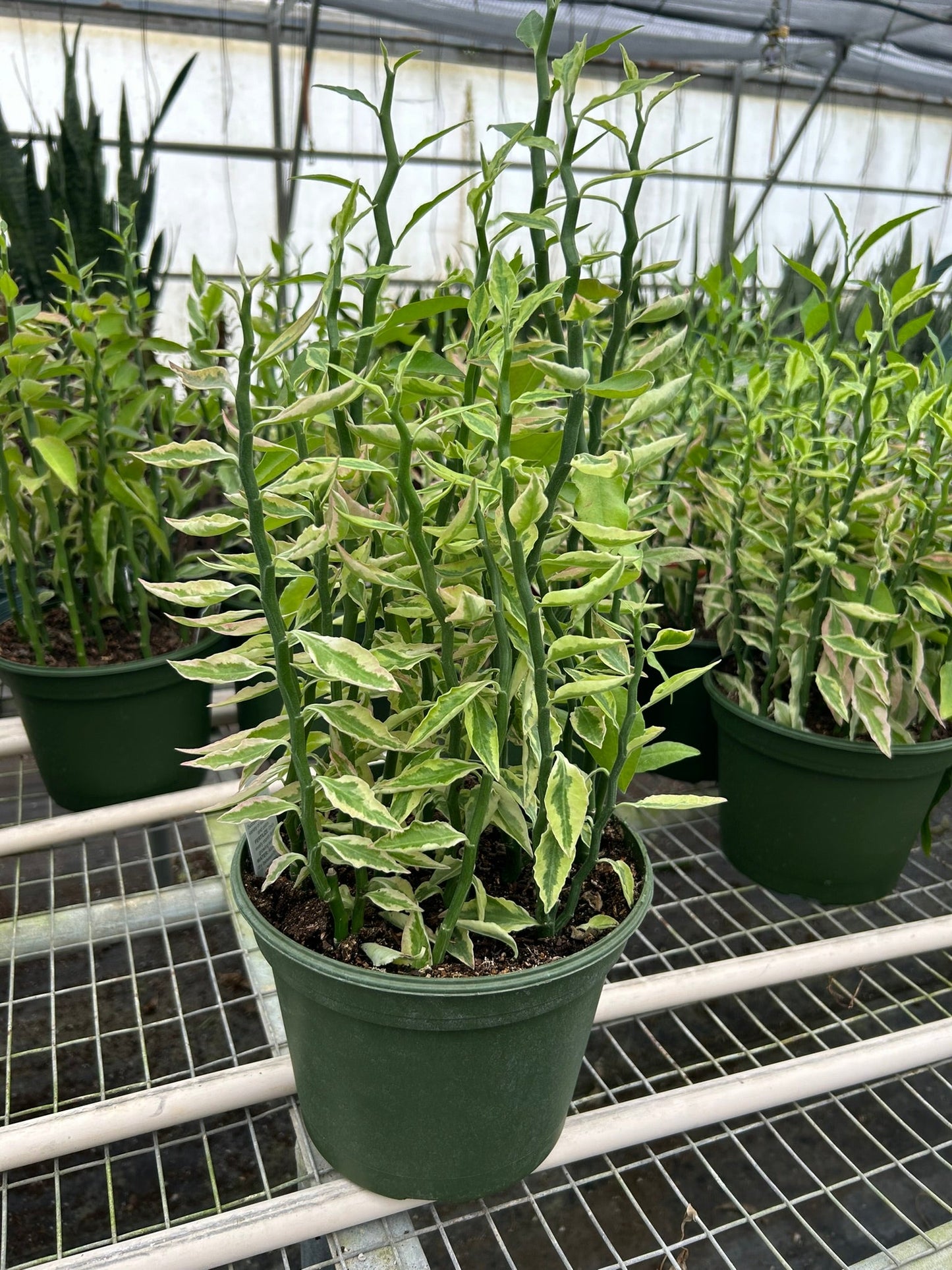 Variegated Devil's Backbone showing pink hues on its leaf edges, characteristic of cooler months