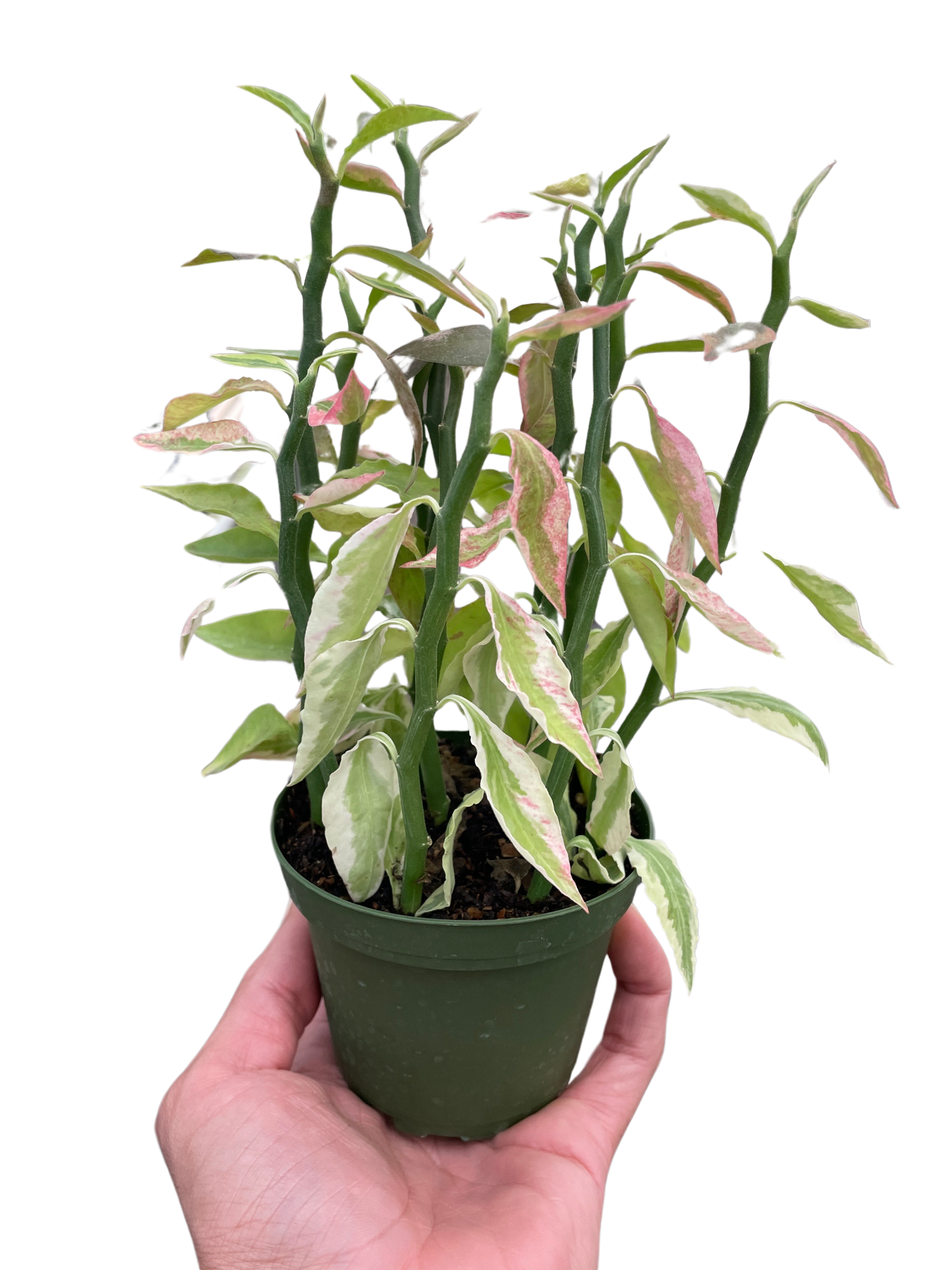 Variegated Devil's Backbone as a uniquely sculptural houseplant specimen