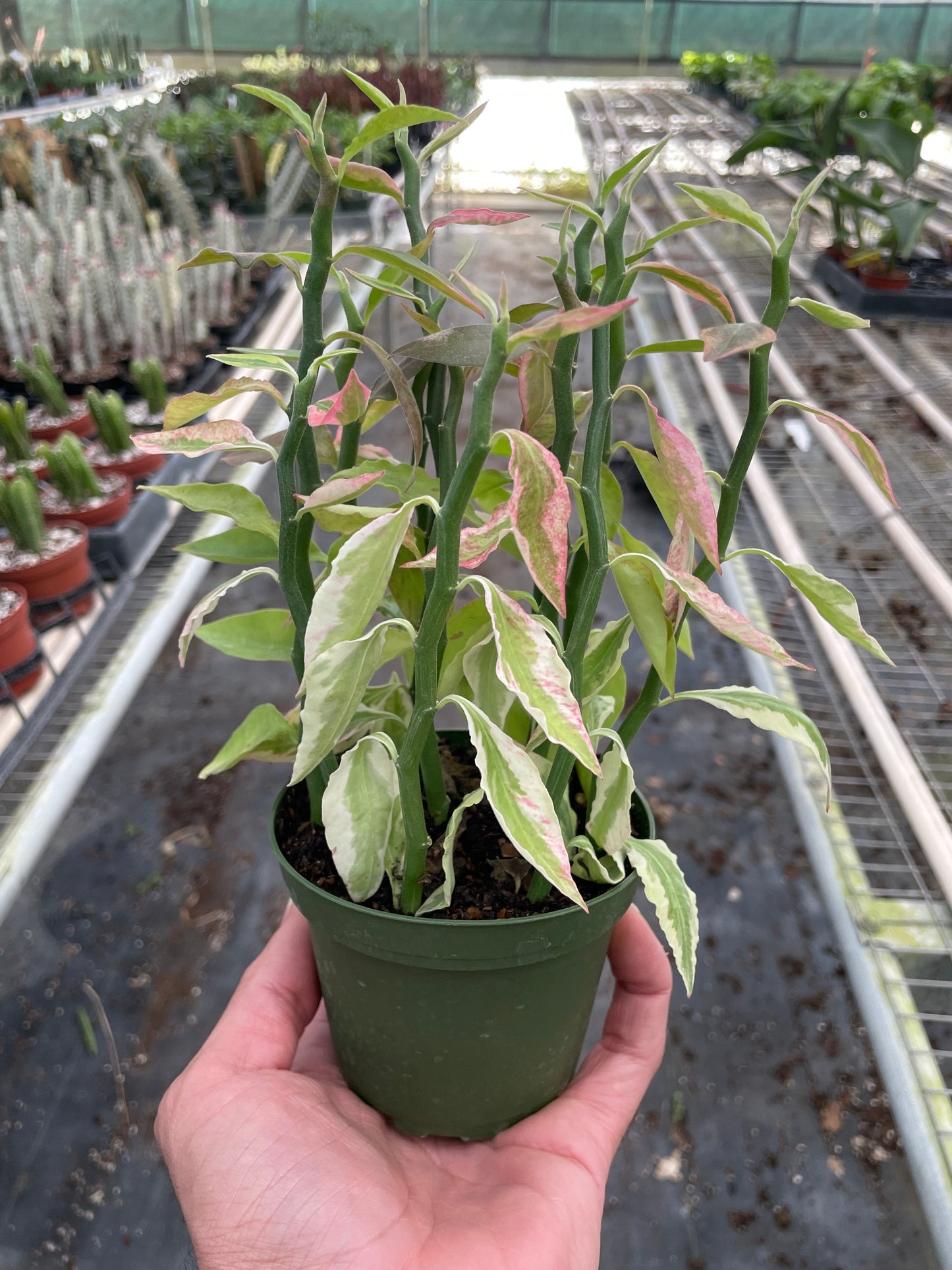 Detailed view of the variegation in shades of chartreuse, yellow, and cream on the small, pointed leaves