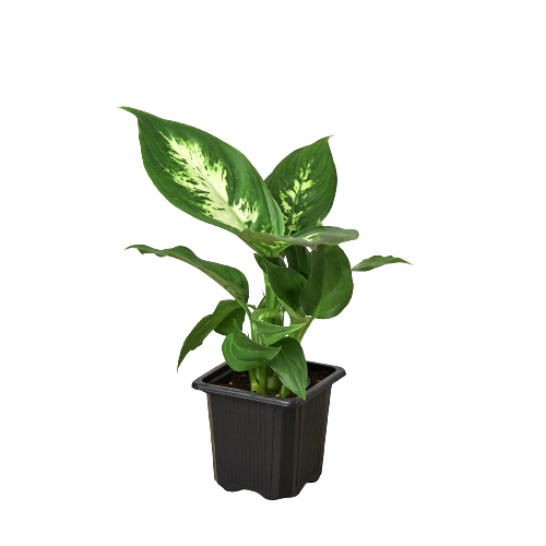 Dieffenbachia 'Camille' leaves illuminated by indirect light, emphasizing the variegation contrast