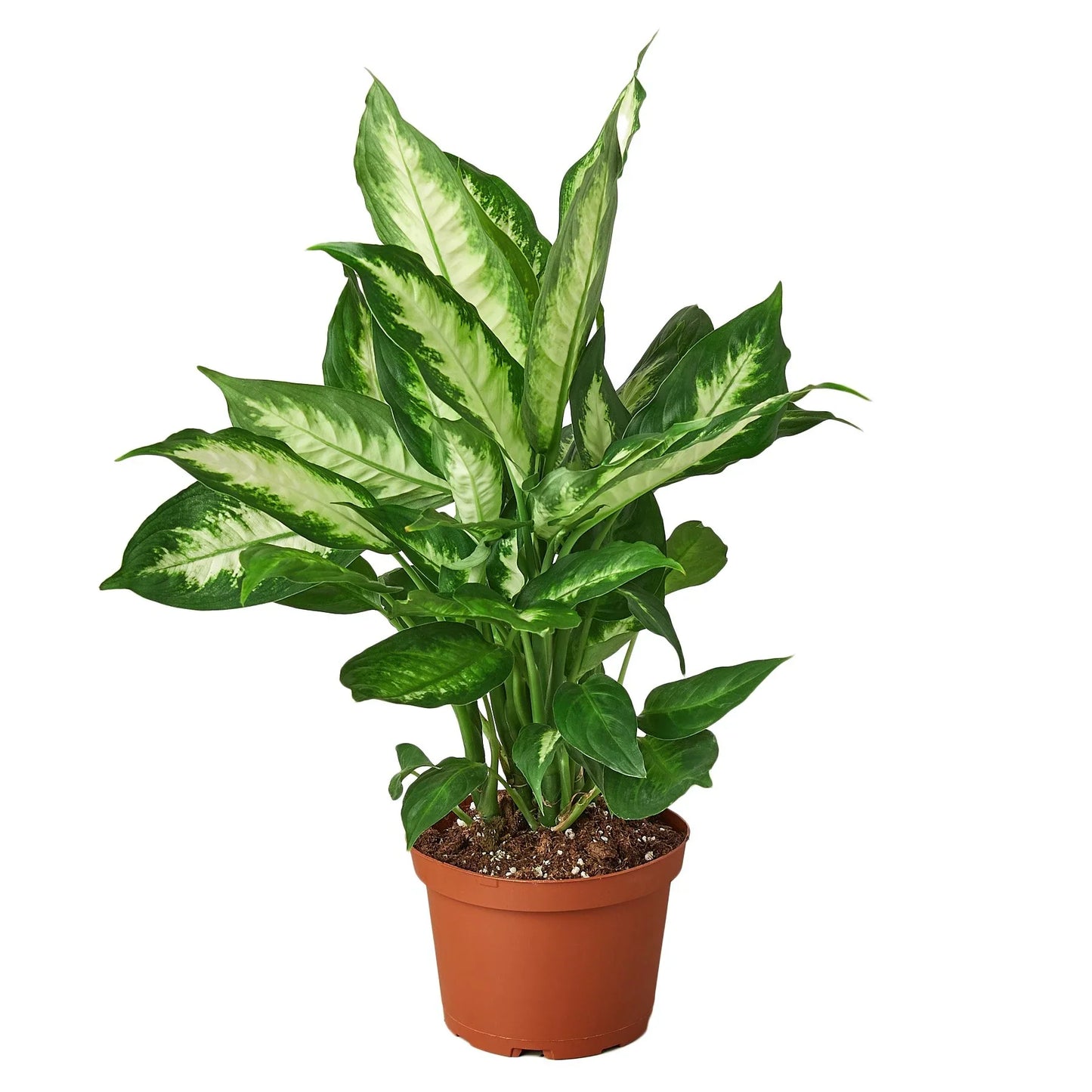 New leaf unfurling on a Dieffenbachia 'Camille' plant, showcasing fresh colors