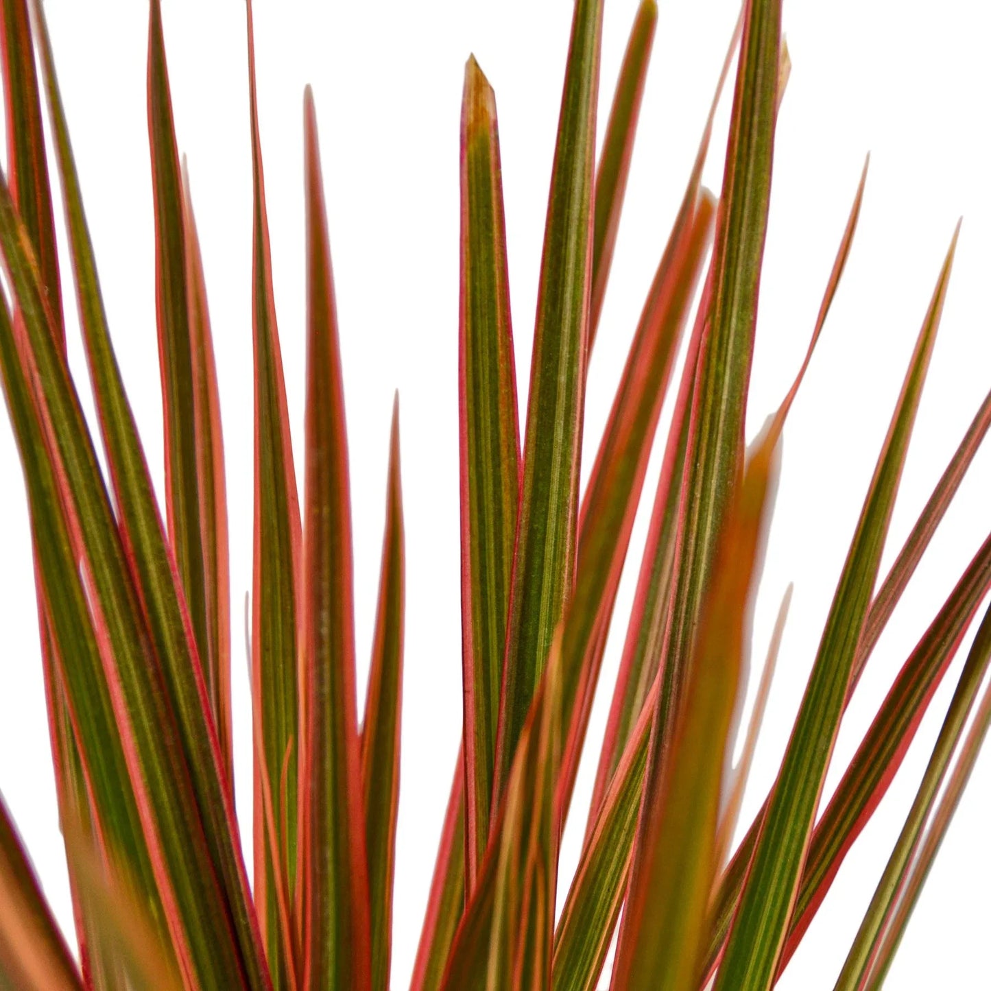 Close-up of the vibrant green, cream, and red variegation on Dracaena 'Colorama' leaves