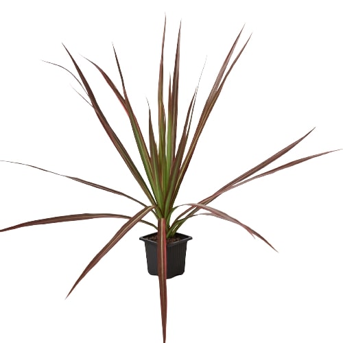 Full view of an upright Dracaena 'Colorama' Dragon Tree