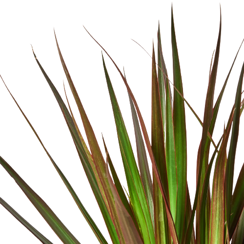 Close-up of the bright green leaves with distinct red-magenta stripes of 'Marginata Magenta'