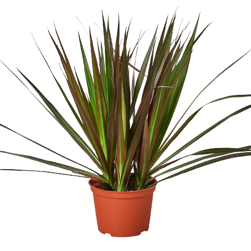 Dracaena 'Marginata Magenta' plant with slender stems and green leaves edged in red/pink