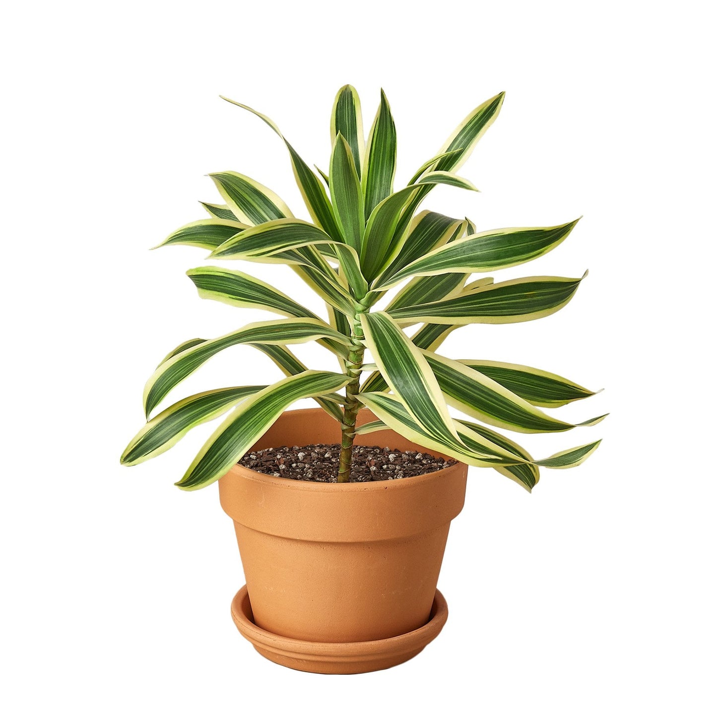 Dracaena 'Song of India' plant styled in a bright office environment