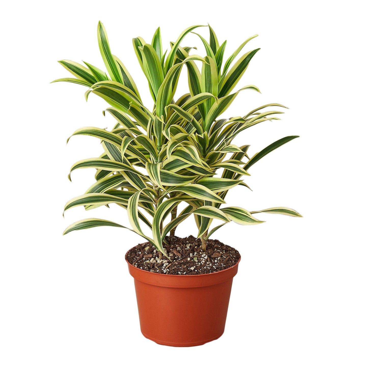 Dracaena 'Song of India' in a decorative pot, showcasing its strongly upright growth