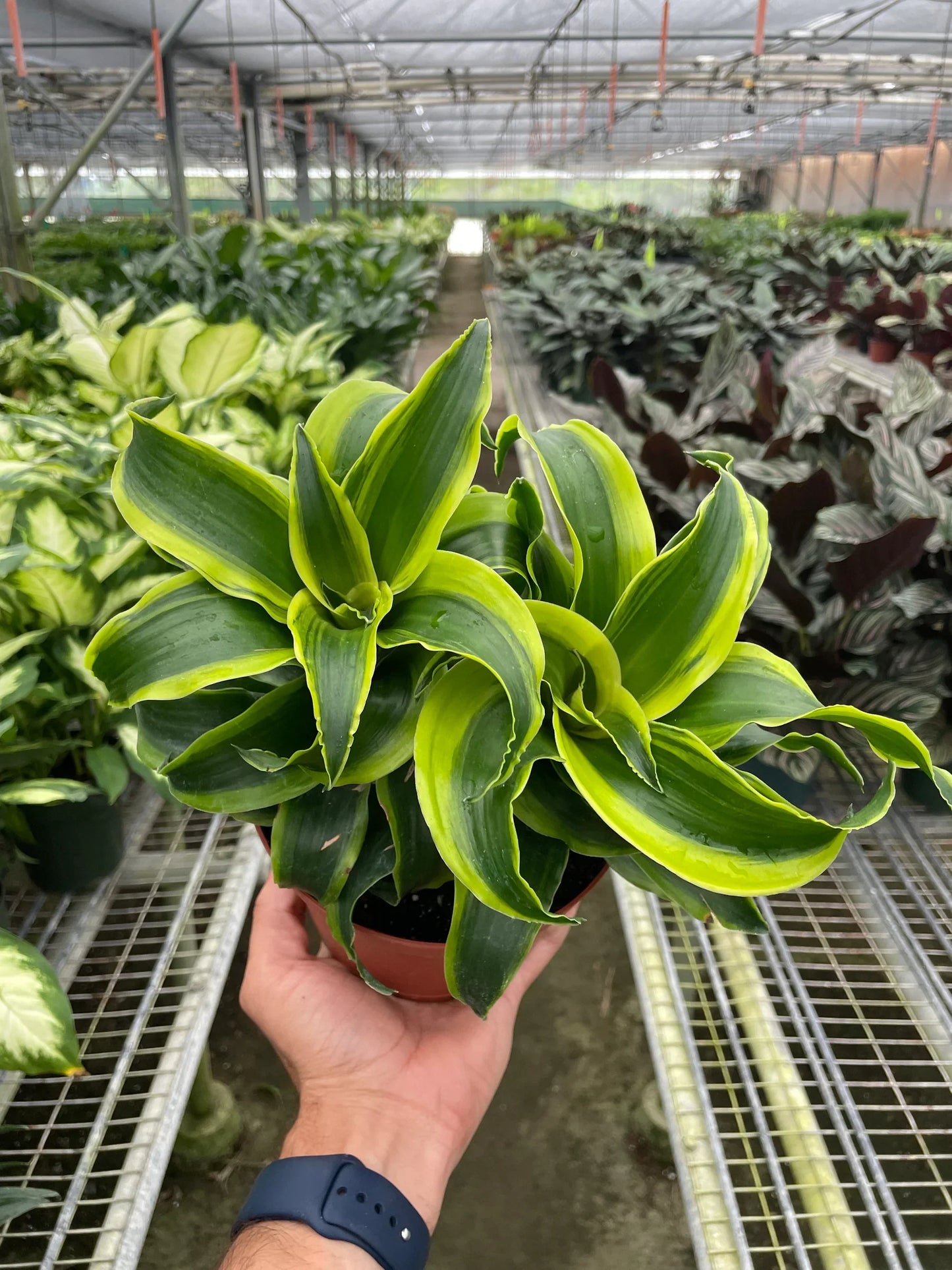 Full view of an upright Dracaena 'Tornado' plant in a decorative pot