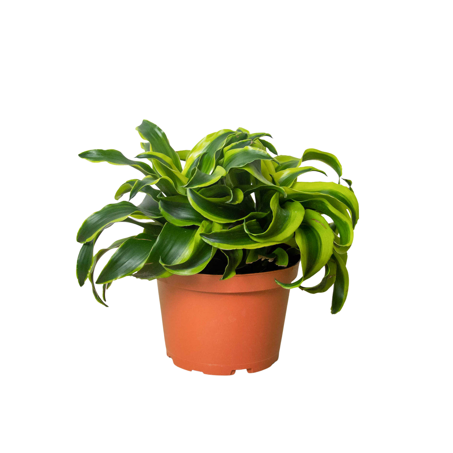 Dracaena 'Tornado' plant with dark green leaves spiraling and bright yellow edges