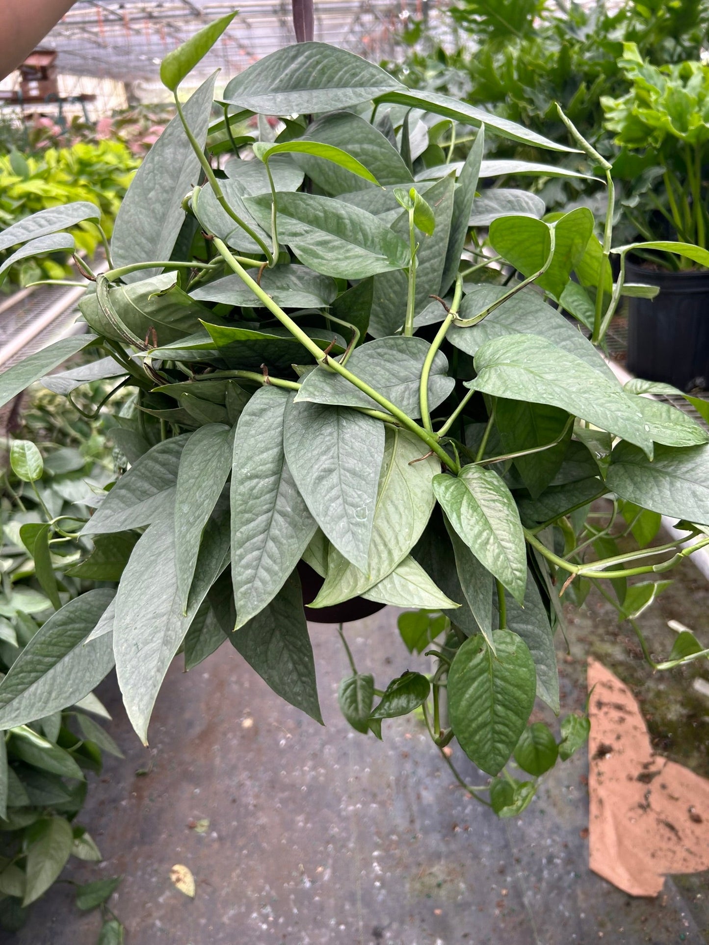 Detailed view of the unique dragon-tail shaped leaves of the Cebu Blue Pothos