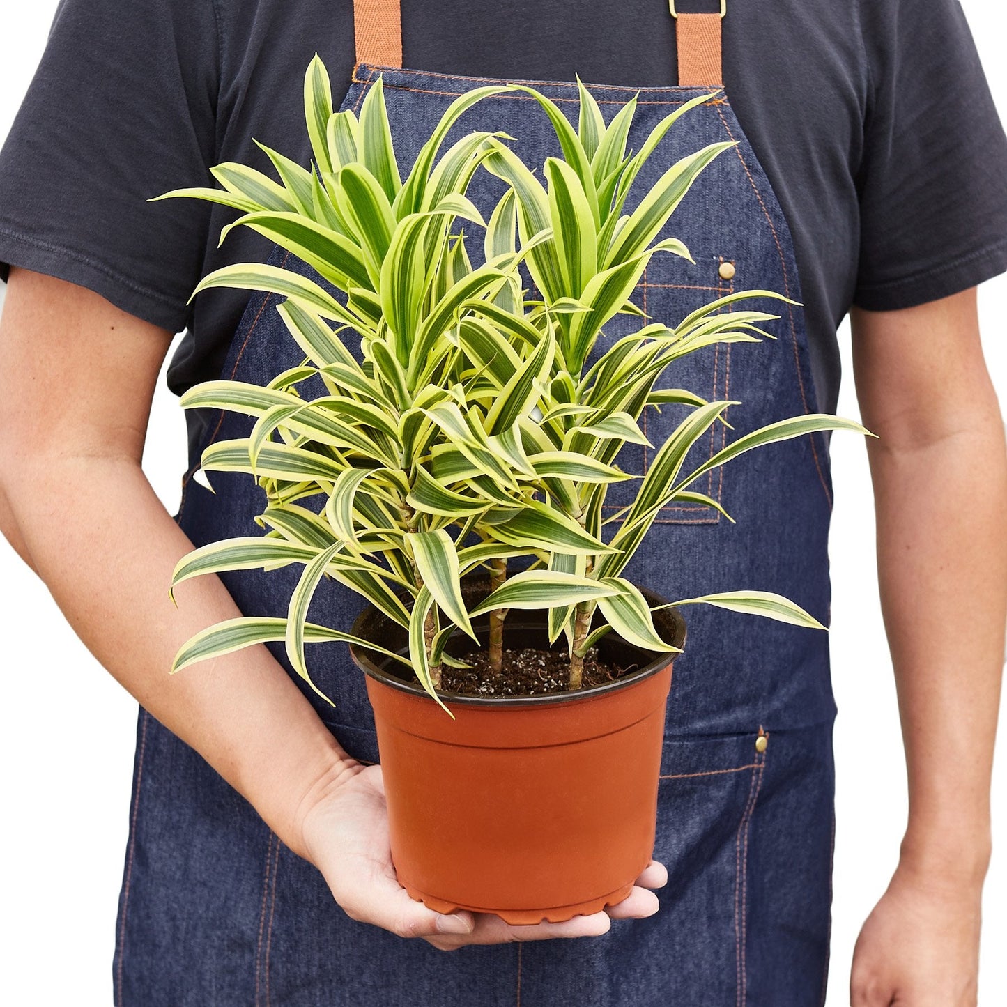 Dracaena 'Song of India' as a great addition to any area near a window in a home setting