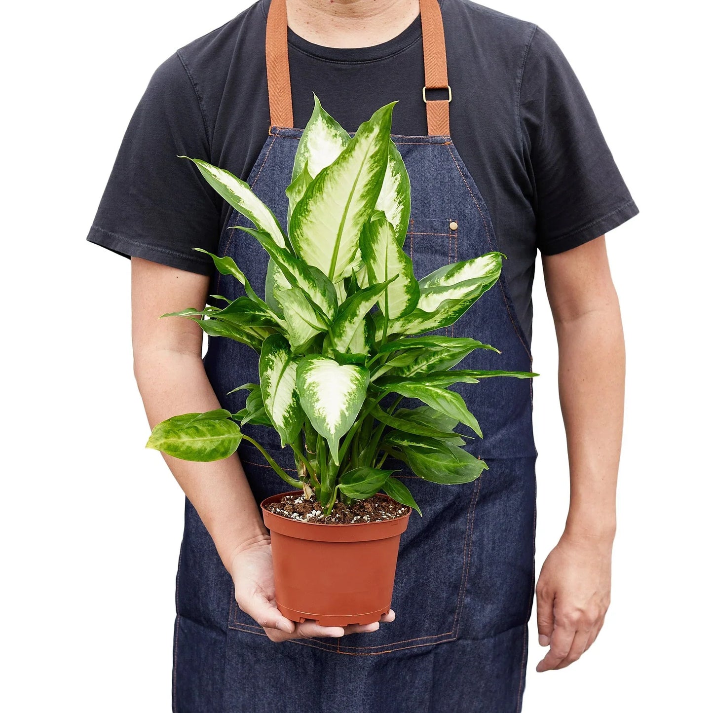 Dieffenbachia 'Camille' in a stylish pot, part of an indoor plant arrangement