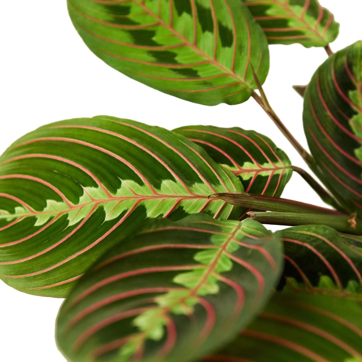 Red Prayer Plant | Pet-Safe Hanging Foliage