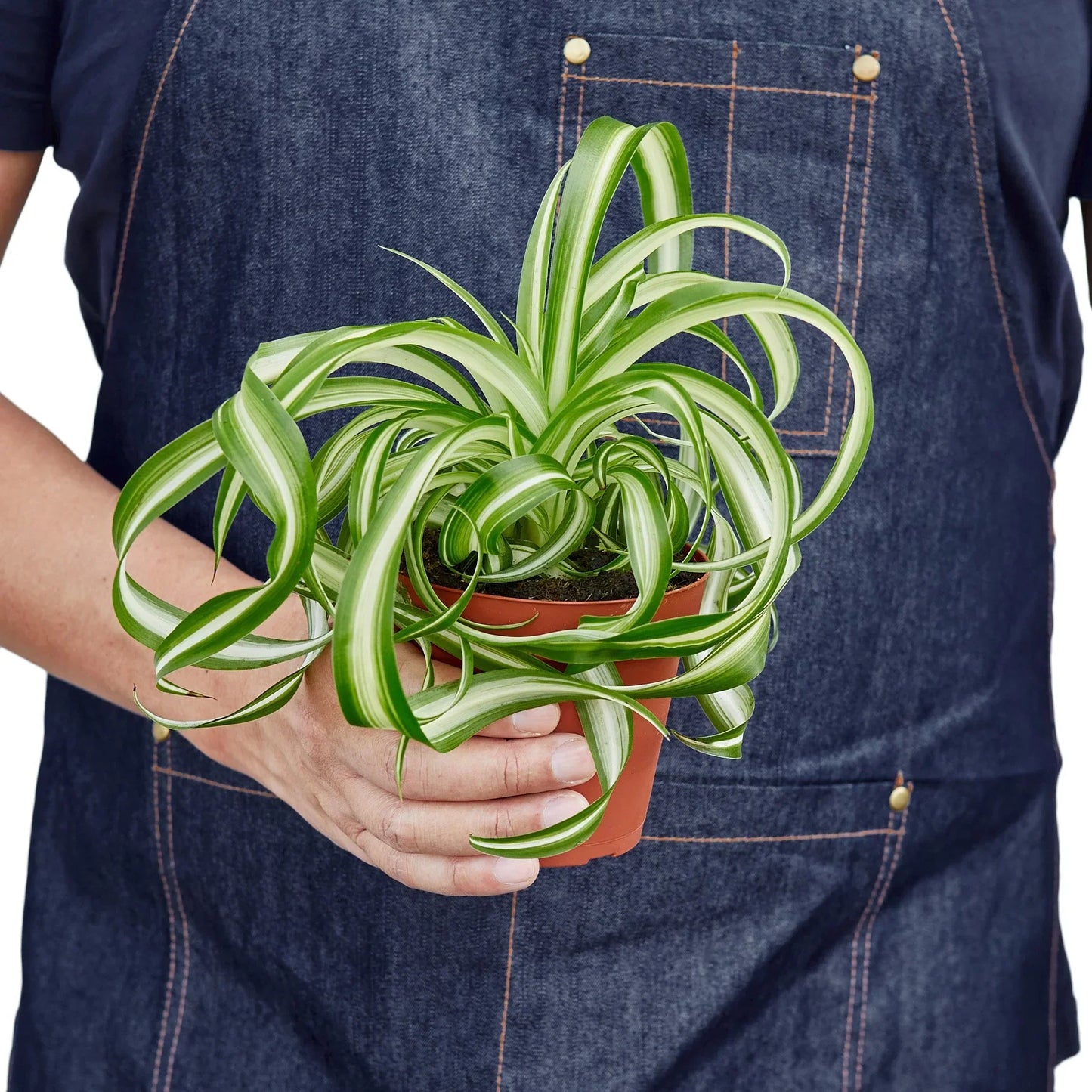 Spider Plant 'Bonnie' | Pet-Safe, Trailing Purifier