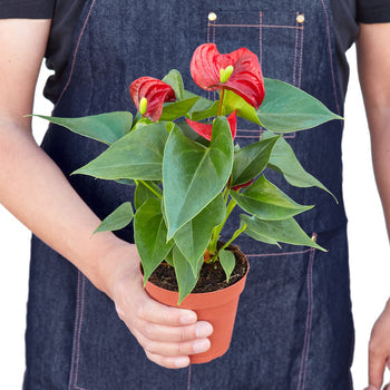 Anthurium 'Red' - Vibrant Flamingo Flower