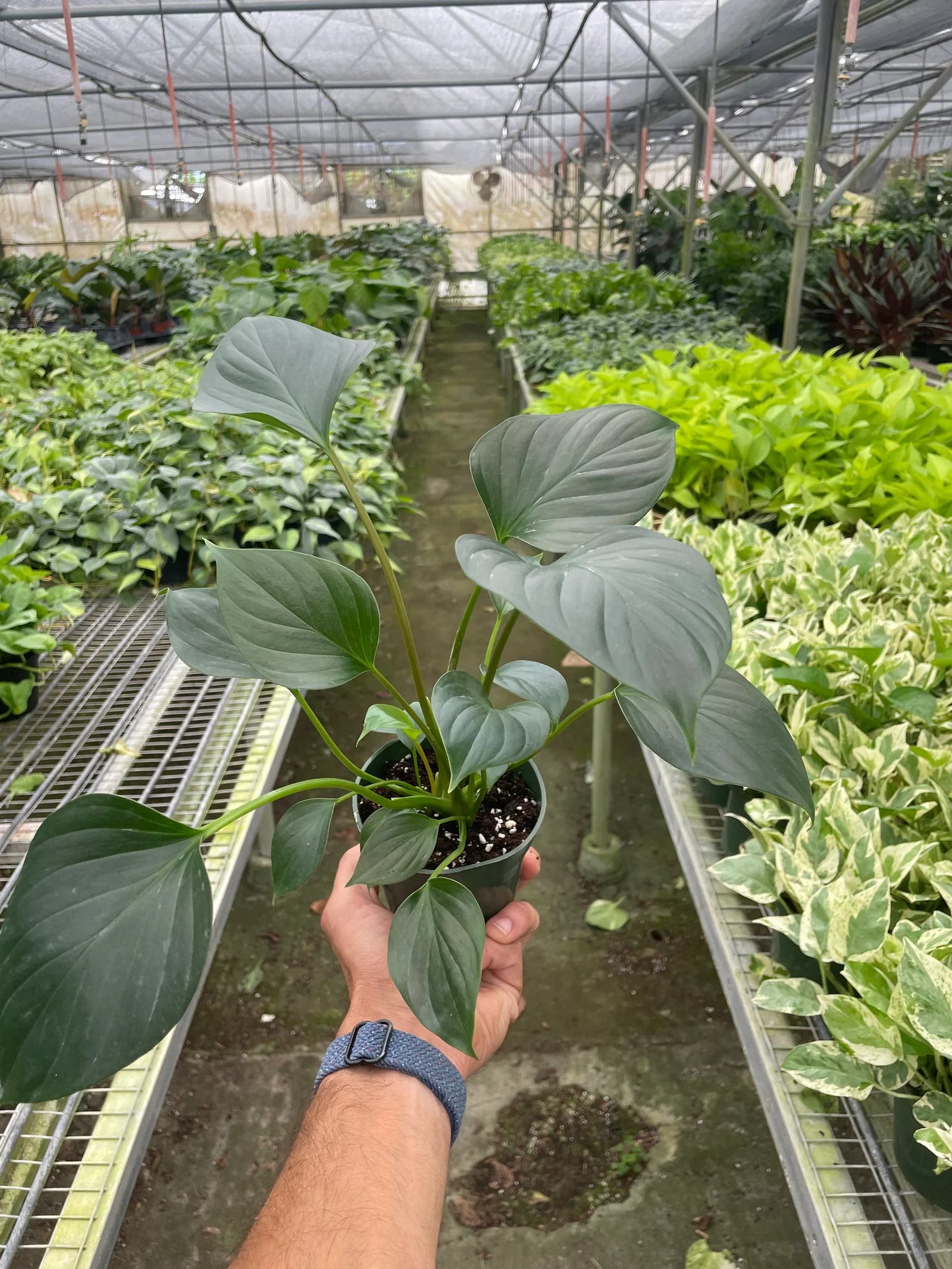 Full view of a healthy Homalomena 'Emerald Gem', emphasizing its vibrant green and tidy form