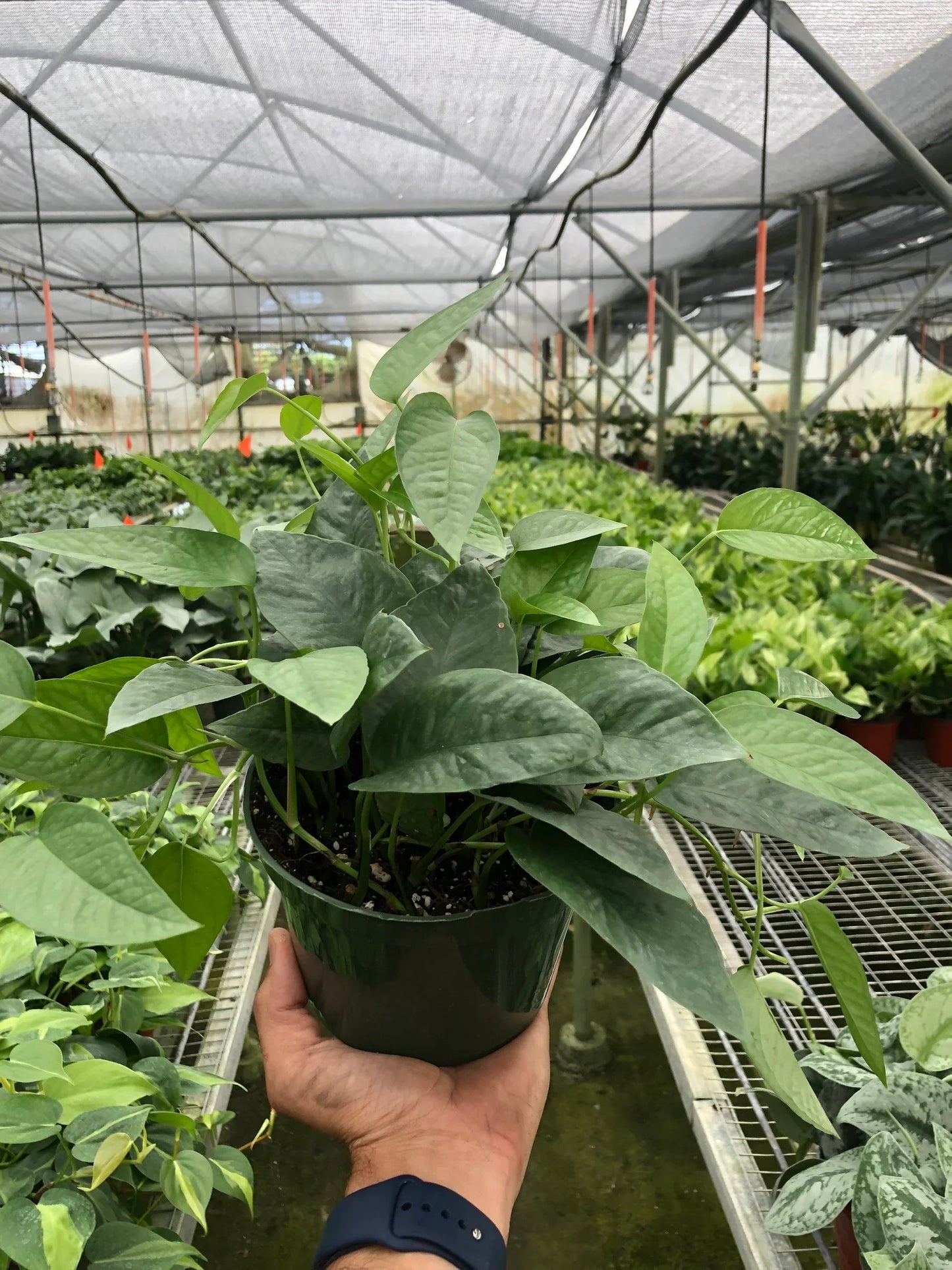 A group of Pothos 'Cebu Blue' plants with variations from dark green to blue-silvery leaves