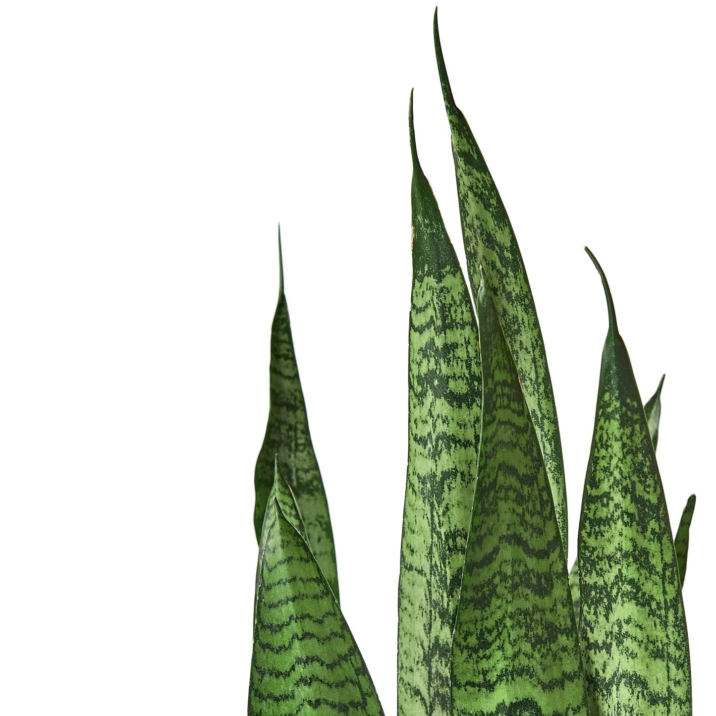 Snake Plant ‘Zeylanica’ | Bold, Easy-Care Air Purifier