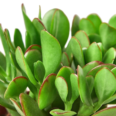 Easy-care Jade plant Crassula ovata with green oval leaves edged in red. Velvety thick succulent foliage. Shipped live by Plants & Roses Inc.