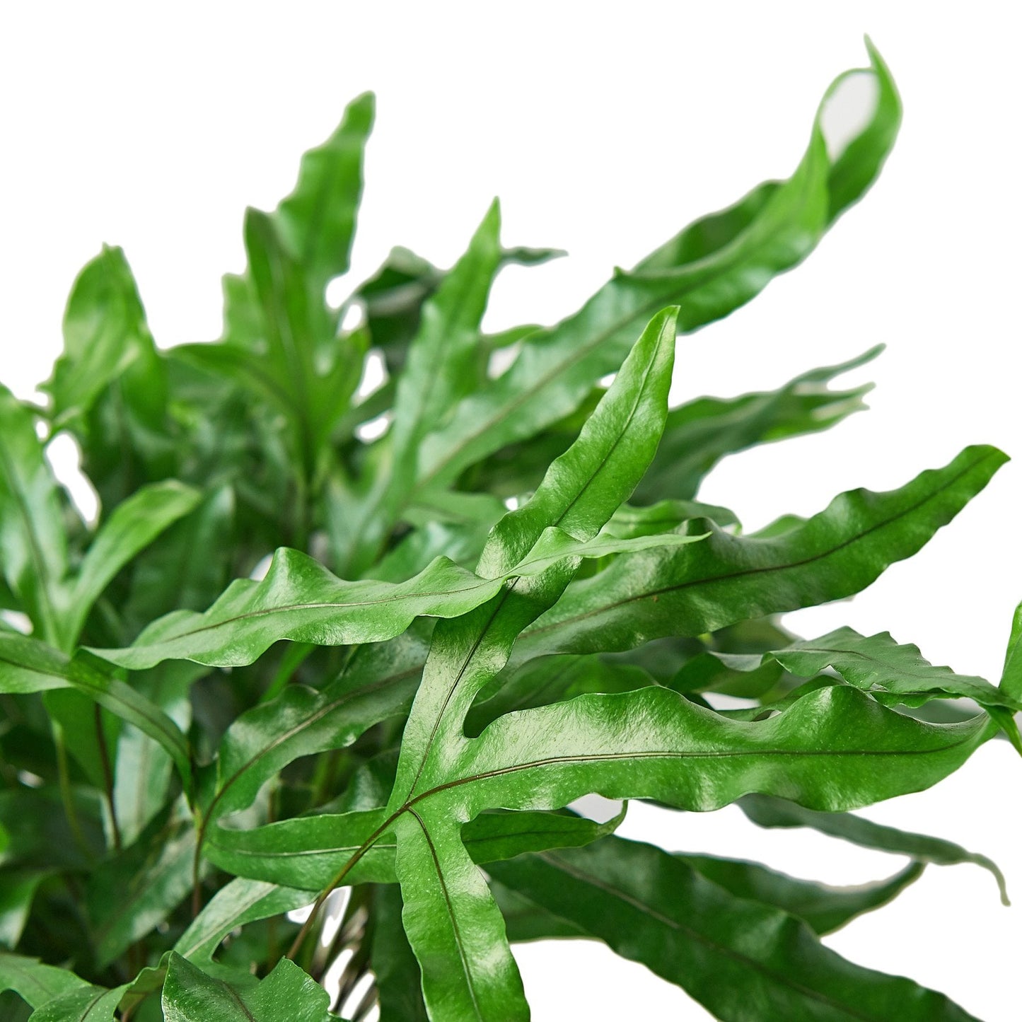 Close-up of the distinctive, paw-shaped leaves of the Kangaroo Paw Fern