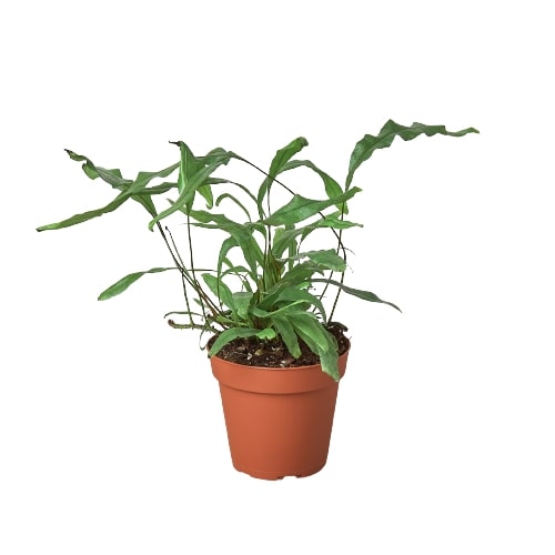Kangaroo Paw Fern displayed in a decorative pot on a shelf