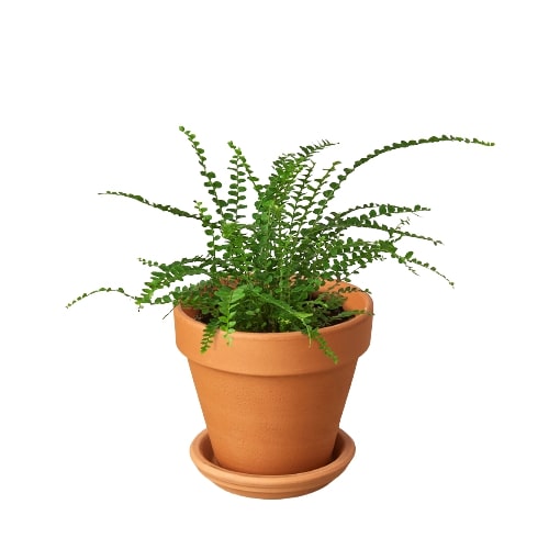 Lemon Button Fern growing inside a glass terrarium, showing its adaptable size