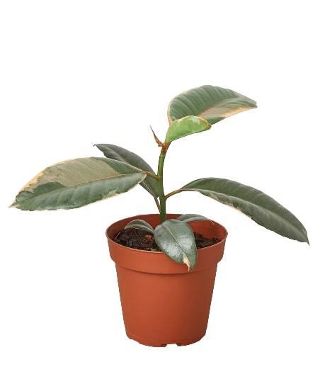Detail of the glossy, thick leaves of the Ficus Elastica 'Ruby', emphasizing its color blend