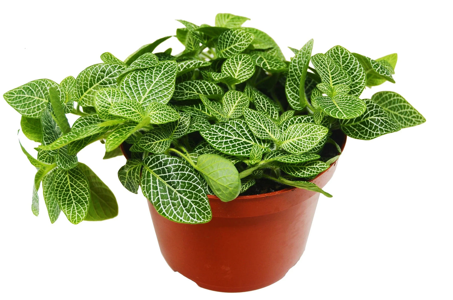 Close-up of intricate white venation on Fittonia 'White Nerve Plant' leaf