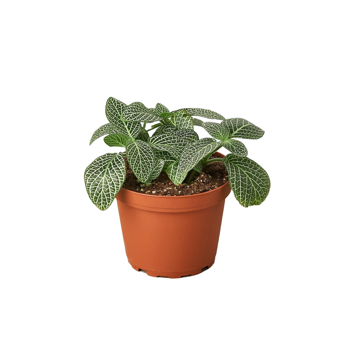 Fittonia 'White Nerve Plant' with deep green leaves and prominent white veins