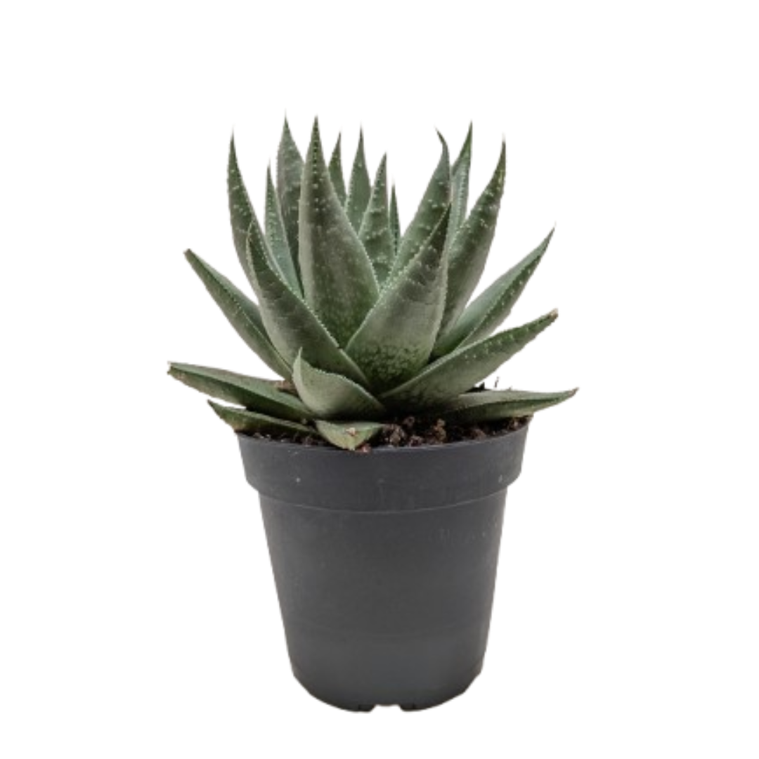 Gasteria 'Little Warty' succulent with textured, warty gray-green leaves in a small pot