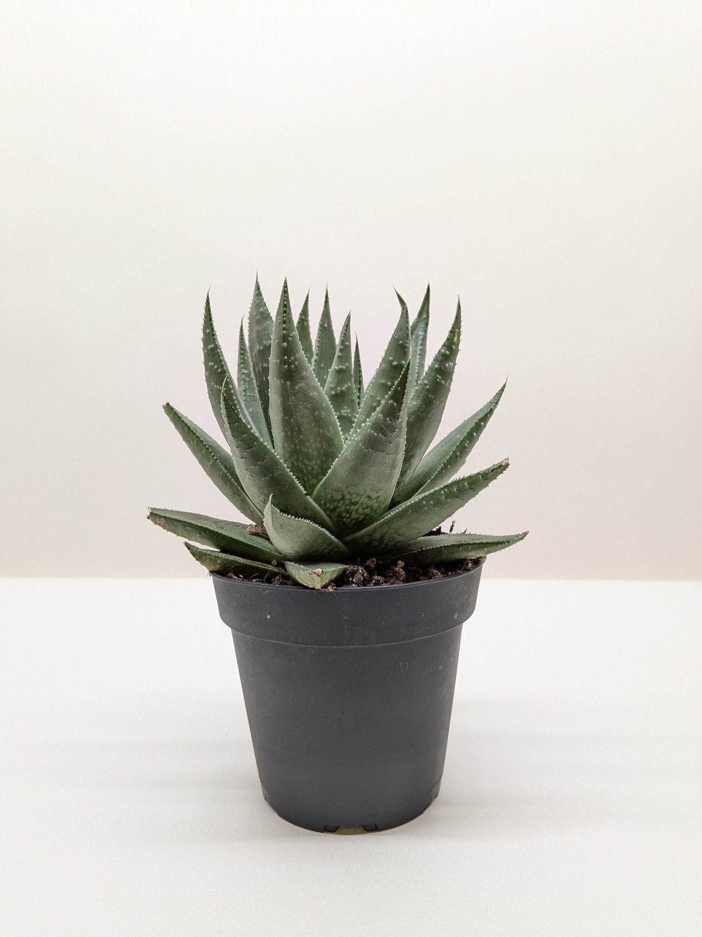 Top-down view of a compact Gasteria 'Little Warty' rosette, highlighting its growth pattern