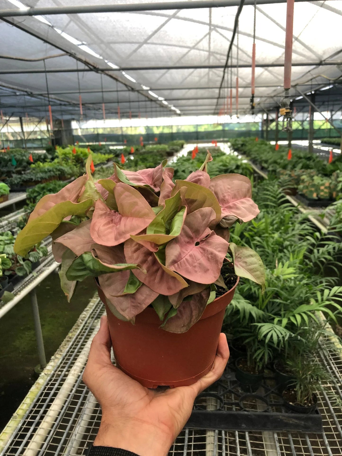 Syngonium 'Strawberry' plant illustrating its "Goosefoot Plant" leaf shape
