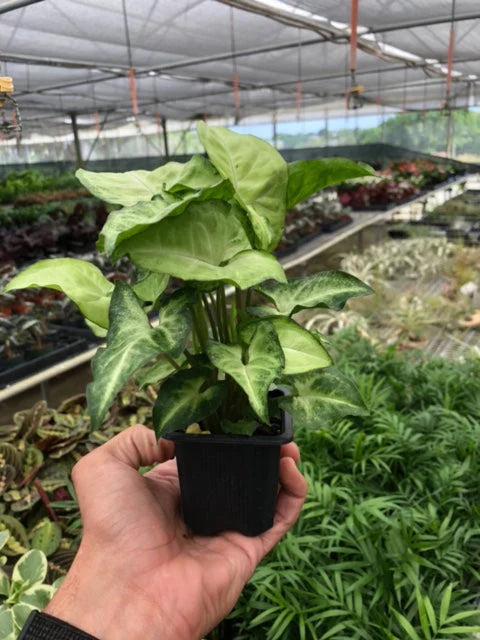 Syngonium 'White Butterfly' trailing gracefully from a hanging basket