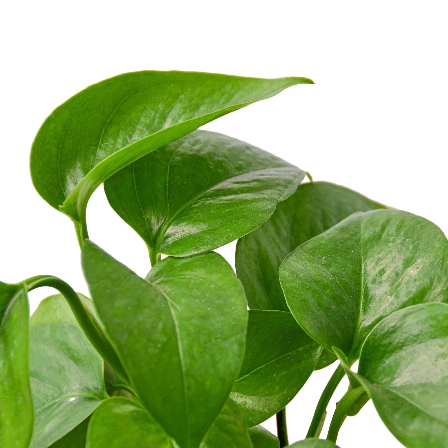 Pothos 'Green Queen' trailing elegantly from a hanging basket
