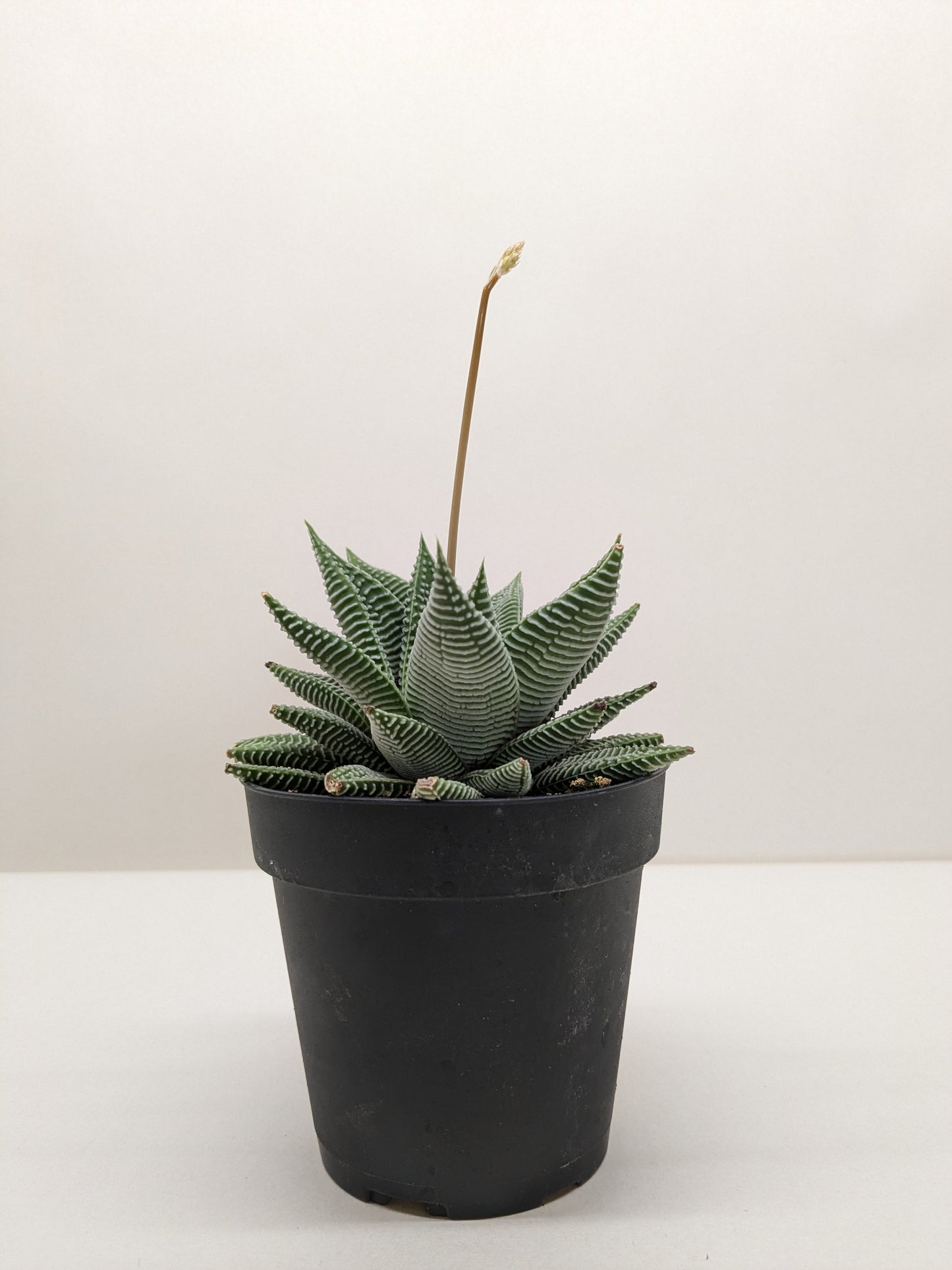 Haworthia 'Miami' succulent with thick, dark green leaves and distinct white ridges