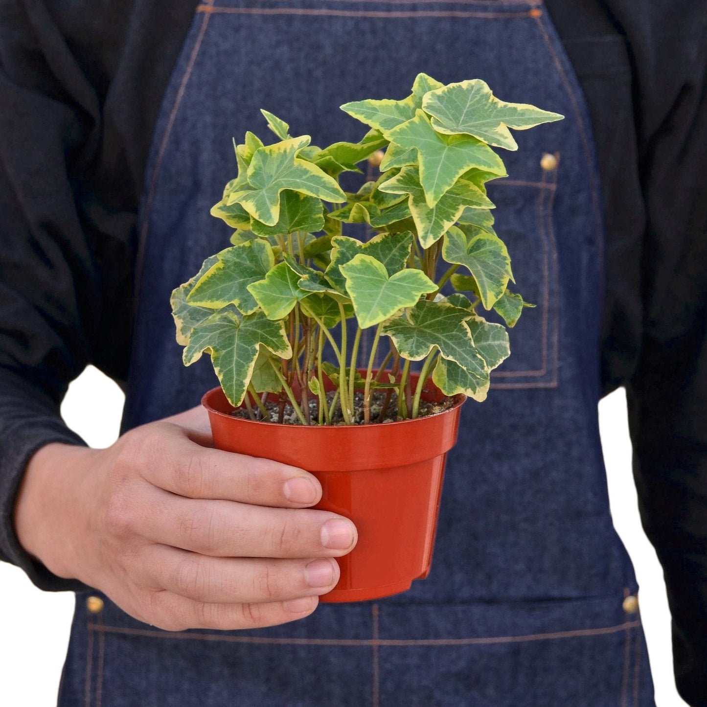 English Ivy 'Gold Child' trailing beautifully from a hanging basket